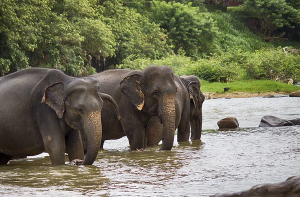 Herd Elephants River — Stock Photo, Image