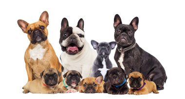 Fransız Bulldog köpek beyaz bir arka plan ayarla