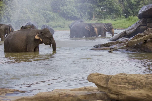Elefante Asiático Lluvia Encuentra Lado — Foto de Stock