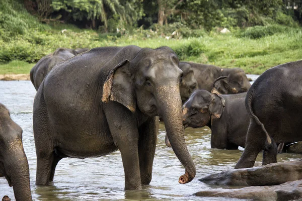 Manada Elefantes Caminando Largo Del Río — Foto de Stock