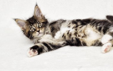 şirin tabby yavru kedi Maine Coon beyaz arka plan üzerinde