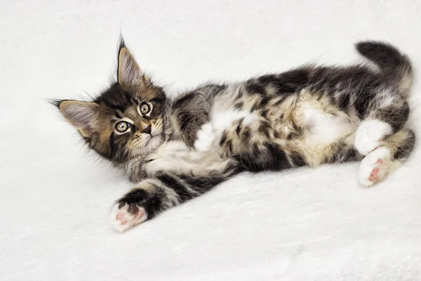 Lindo Tabby Gatito Maine Coon Sobre Fondo Blanco —  Fotos de Stock