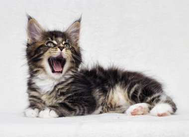 şirin tabby yavru kedi Maine Coon beyaz arka plan üzerinde