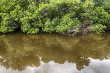 bir köpek yavrusu beagle görünüyor