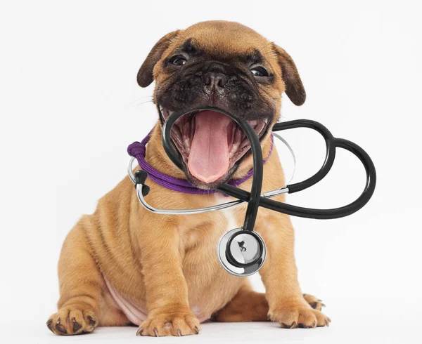 Vet Puppy Stethoscope Teeth — Stock Photo, Image