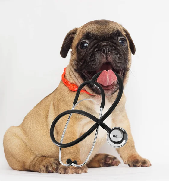 Veterinario Cucciolo Stetoscopio Nei Denti Uno Sfondo Bianco — Foto Stock