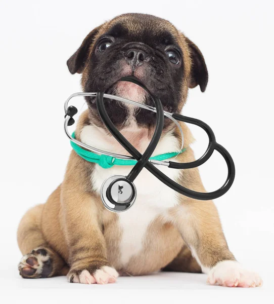 Veterinario Cucciolo Stetoscopio Nei Denti — Foto Stock