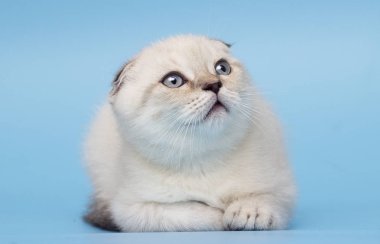 İskoç ırk yavru kedi görünüyor