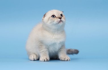 İskoç ırk yavru kedi görünüyor