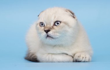 İskoç ırk yavru kedi görünüyor