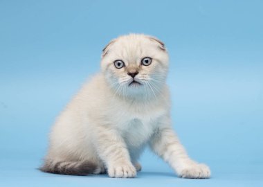 İskoç ırk yavru kedi görünüyor