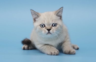 İskoç ırk yavru kedi görünüyor