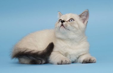 İskoç ırk yavru kedi görünüyor