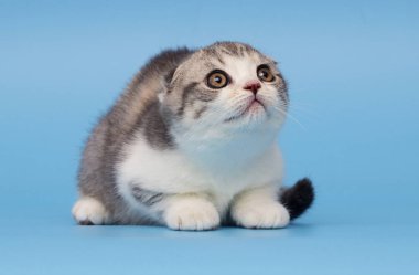 İskoç ırk yavru kedi görünüyor