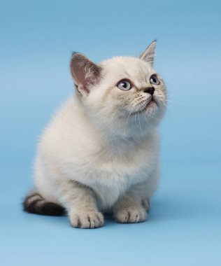 İskoç ırk yavru kedi görünüyor