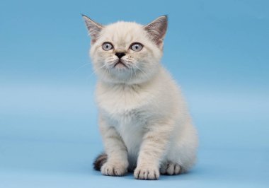 İskoç ırk yavru kedi görünüyor