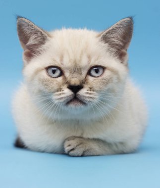 İskoç ırk yavru kedi görünüyor