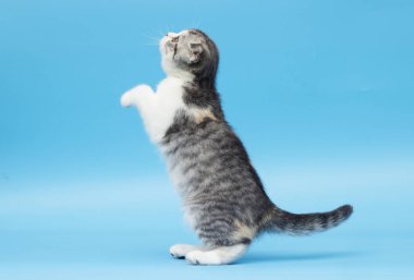 İskoç ırk yavru kedi görünüyor