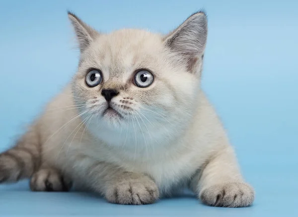 Kitten Van Schotse Ras Kijkt — Stockfoto