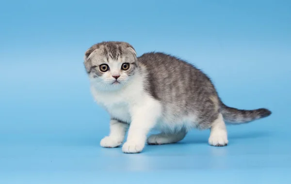 Gatito Escocés Crianza Miradas — Foto de Stock