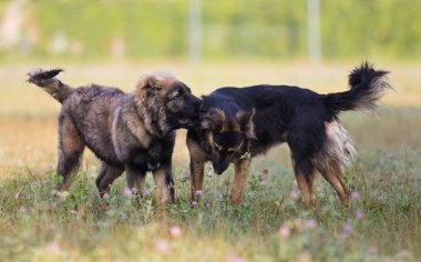 Otların arasında oynayan köpekler