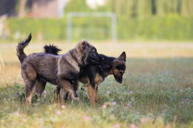 Otların arasında oynayan köpekler