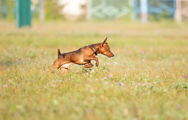 Perro Jugando Hierba —  Fotos de Stock