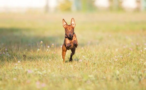 草の中で遊ぶ犬は — ストック写真