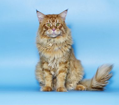 Maine Coon kırmızı tekir kedi