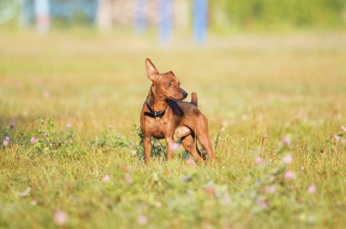 Minyatür Pinscher köpek çimenlerde çalıştıran