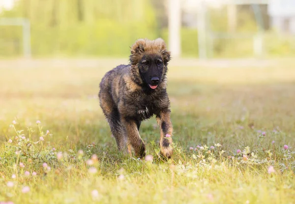 Owczarek Kaukaski Puppy Trawie Parku — Zdjęcie stockowe