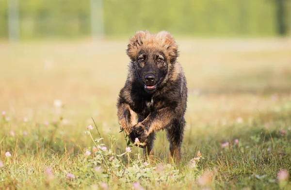 Owczarek Kaukaski Puppy Trawie Parku — Zdjęcie stockowe