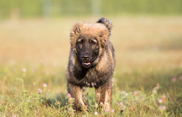 Owczarek Kaukaski Puppy Trawie Parku — Zdjęcie stockowe