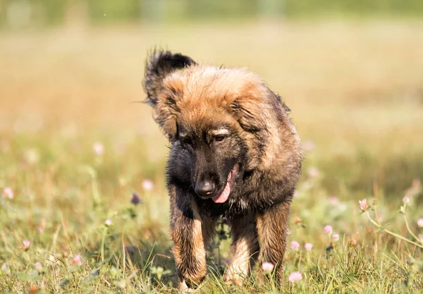 Owczarek Kaukaski Puppy Trawie Parku — Zdjęcie stockowe