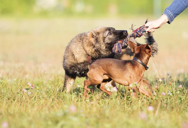 Собаки Играют Траве — стоковое фото
