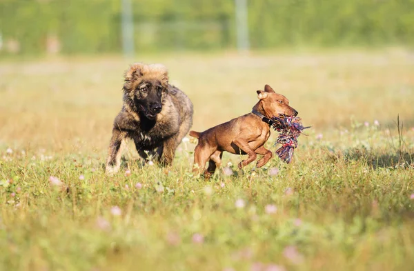 Собаки Играют Траве — стоковое фото