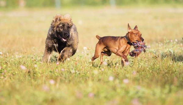 Собаки Играют Осеннем Парке — стоковое фото