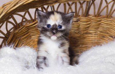 Bir sepet de Maine Coon Kedi