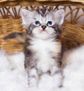 Bir sepet de Maine Coon Kedi