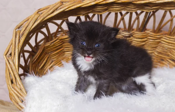 Bir Sepet Maine Coon Kedi — Stok fotoğraf