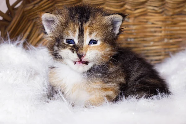 Maine Coon Kitten Basket — Stock Photo, Image