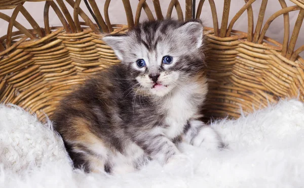 Bir Sepet Maine Coon Kedi — Stok fotoğraf