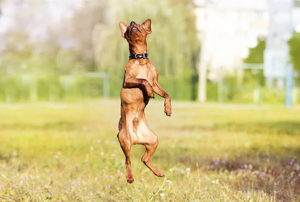 Собака Играет Траве — стоковое фото