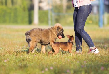 Çayırda oynayan iki köpek