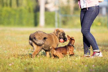 Çayırda oynayan iki köpek