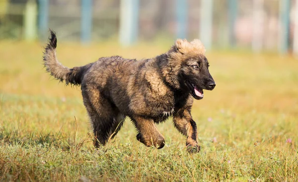 Pies Jesień Trawnik — Zdjęcie stockowe