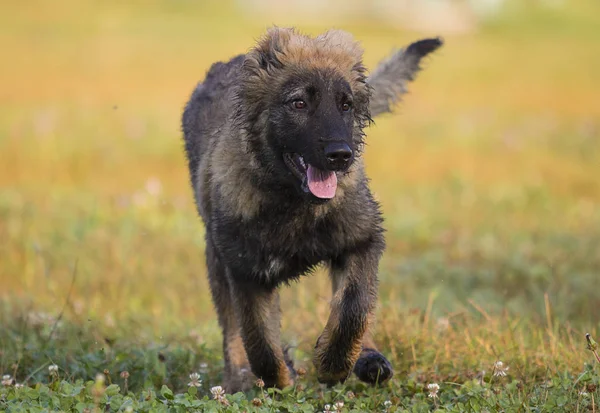 Pies Jesień Trawnik — Zdjęcie stockowe