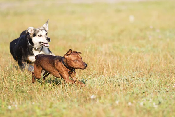 Zwei Hunde Spielen Auf Der Wiese — Stockfoto