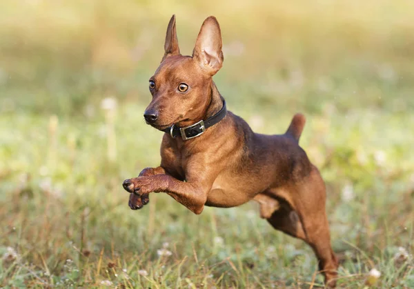 Hund Springt Die Luft — Stockfoto
