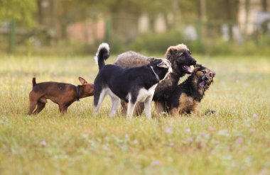 Köpek grup oyunundan glade